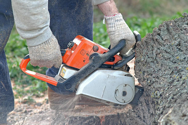 Best Seasonal Cleanup  in USA